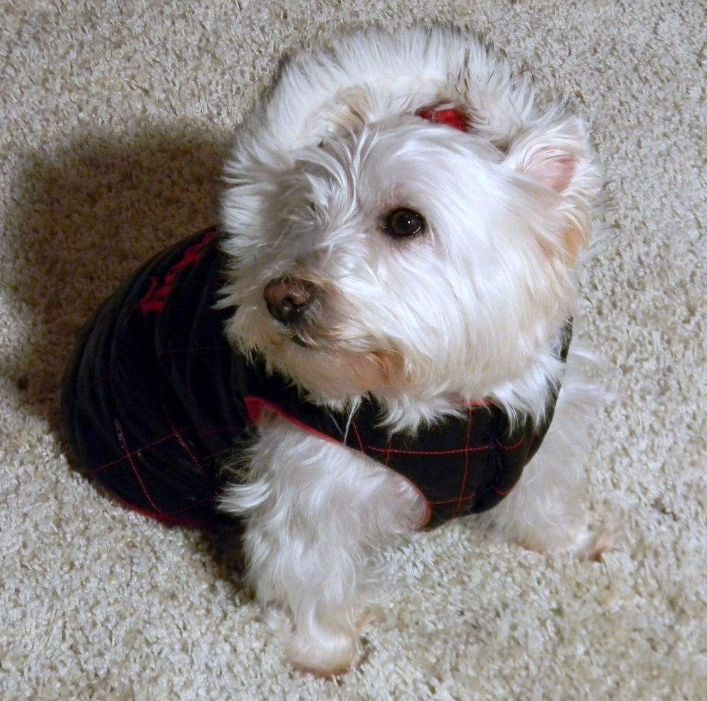 Gooby Eskimo Winterjacke mit Kapuze