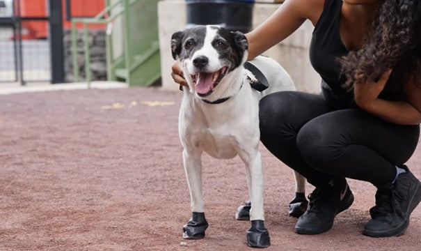 PAWZ Hundeschuhe