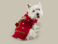 Red Rudolph Pullover aus Baby-Alpakawolle